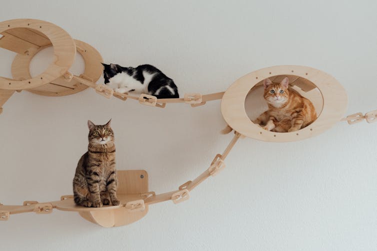 Three cats sitting on wooden platforms.